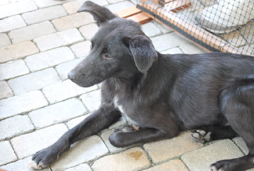 GrupoSeresEafit's tweet image. El es rocky y busca una familia que le de mucho amor si estas interesado en adoptarlo te esperamos en nuestros dms