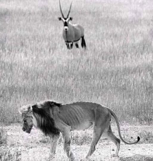 Aamir_Chohan1's tweet photo. No matter how long it lives, the Greatest Lion will eventually die miserably. That's the world! They may die young from injuries they sustained while defending their Pride. They may die old, enfeebled by age. At their Peak, they rule, chase other animals, catch, devour, gulp and leave their crumbs for hyenas. But age comes fast.
The old Lion can't hunt, can't kill or defend itself. It roams and roars until it runs out of luck. It will be cornered by the hyenas, nibbled at and eaten alive by them. They won't even let it die before it is dismembered.
Life is short. Power is ephemeral. I have seen it in lions. I have seen it in old people. Everyone who lives long enough will become very vulnerable at some point. Therefore, let us be humble. Help the sick, the weak, the vulnerable and most importantly never forget that we will leave the stage one day.