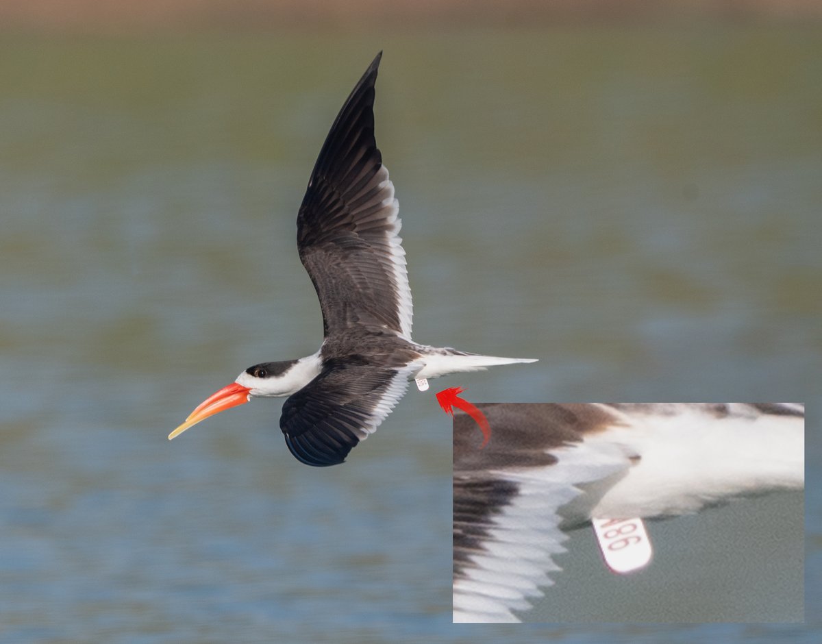 devasar's tweet image. Morning with Indian Skimmers 🧡
At dawn on the Chambal, we watched 56 Skimmers sleep, display, mate &amp;amp; skim water with those surreal orange beaks. Gharials basked nearby, terns courted, and crocs drifted by. Wild, peaceful, perfect.
#IndianSkimmer #Chambal #Birding #Wildlife