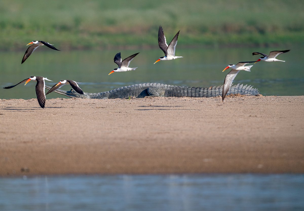 devasar's tweet image. Morning with Indian Skimmers 🧡
At dawn on the Chambal, we watched 56 Skimmers sleep, display, mate &amp;amp; skim water with those surreal orange beaks. Gharials basked nearby, terns courted, and crocs drifted by. Wild, peaceful, perfect.
#IndianSkimmer #Chambal #Birding #Wildlife