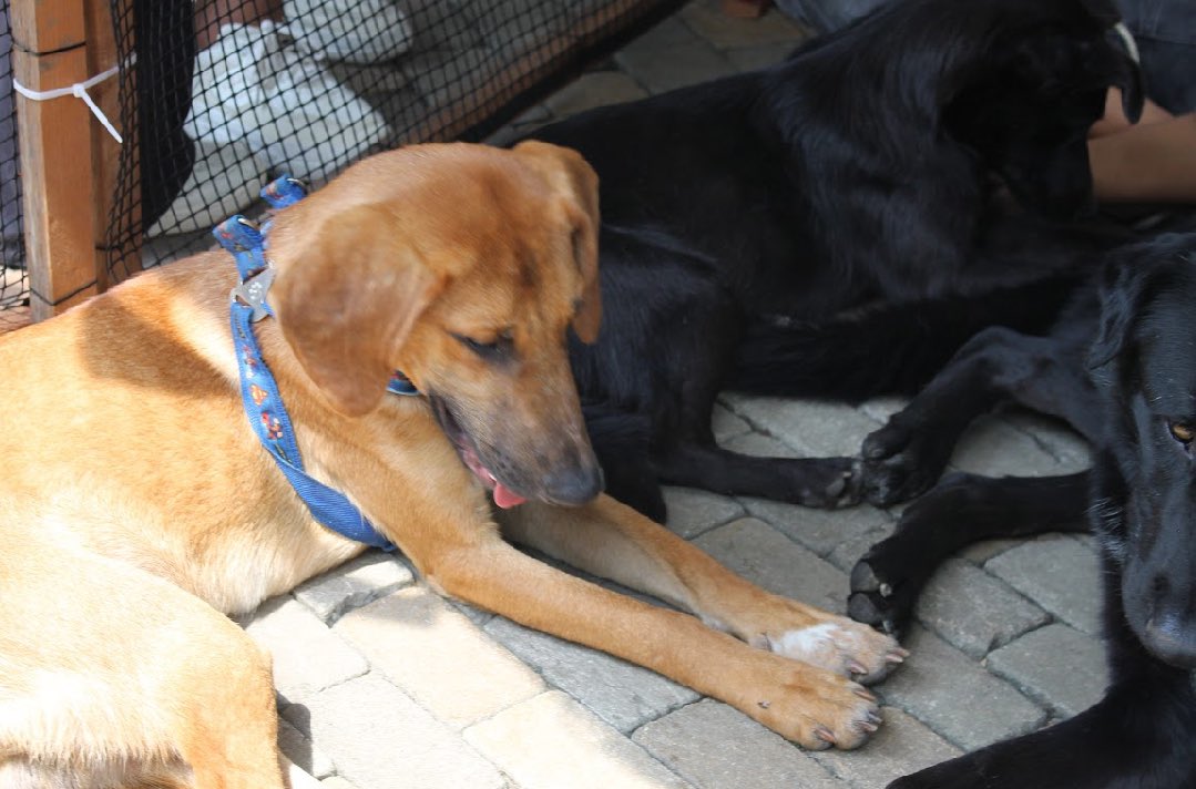 GrupoSeresEafit's tweet image. El es orejas y quiere ser tu compañero de vida escribenos si estas interesado en adoptarlo!