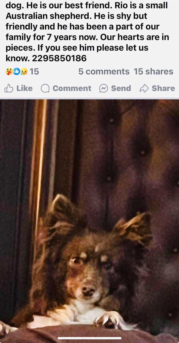 Missing in South Georgia!

Those in Valdosta and Quitman areas, please contact this family should you encounter sweet Rio, last seen in Quitman on Troupville Road. Missing well over two days,  time this sweet baby returns home. 
❤️🐶