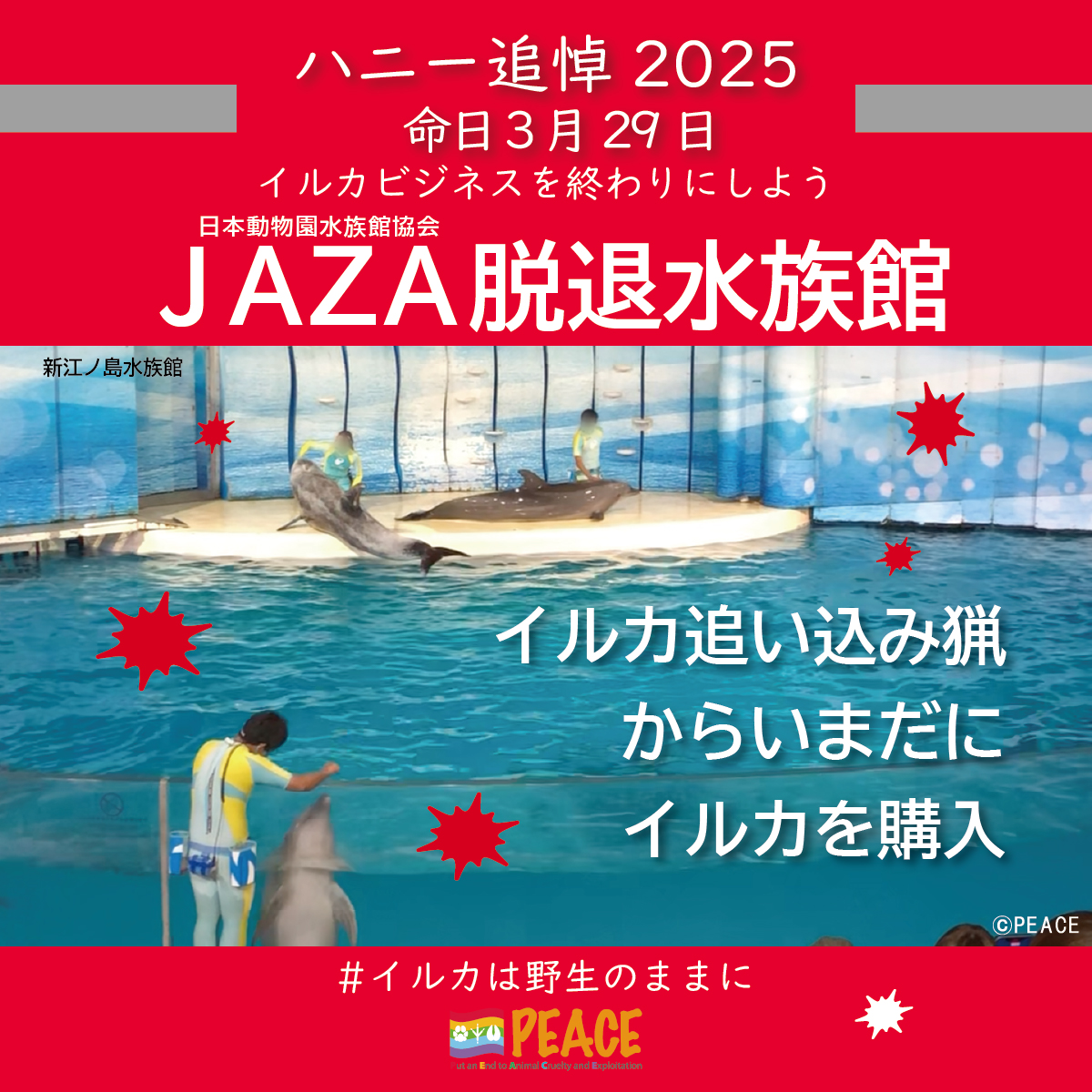 2015年、JAZA（日本動物園水族館協会）は残酷なイルカ追い込み猟から