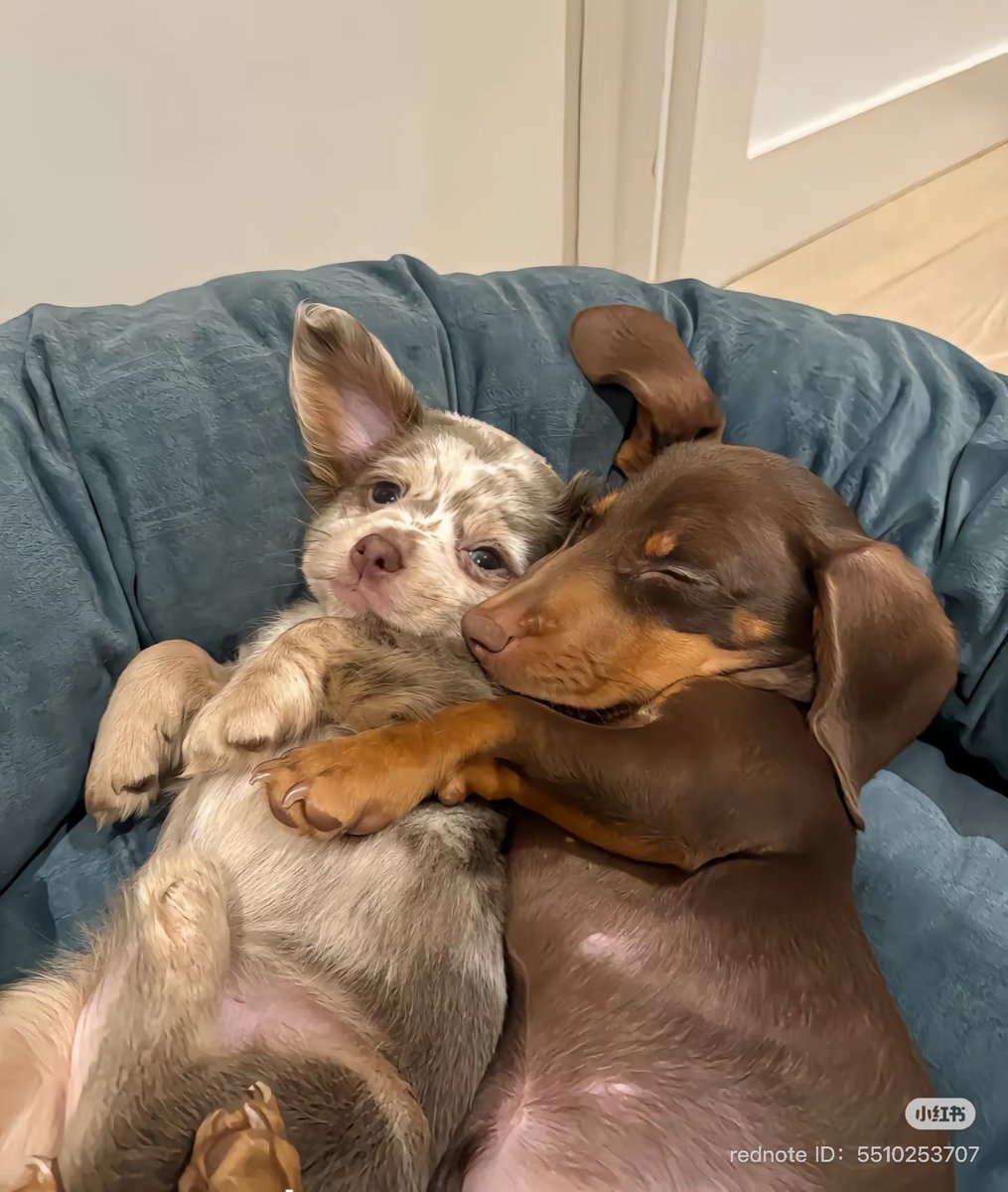 💖 (@twaniimals) on Twitter photo 