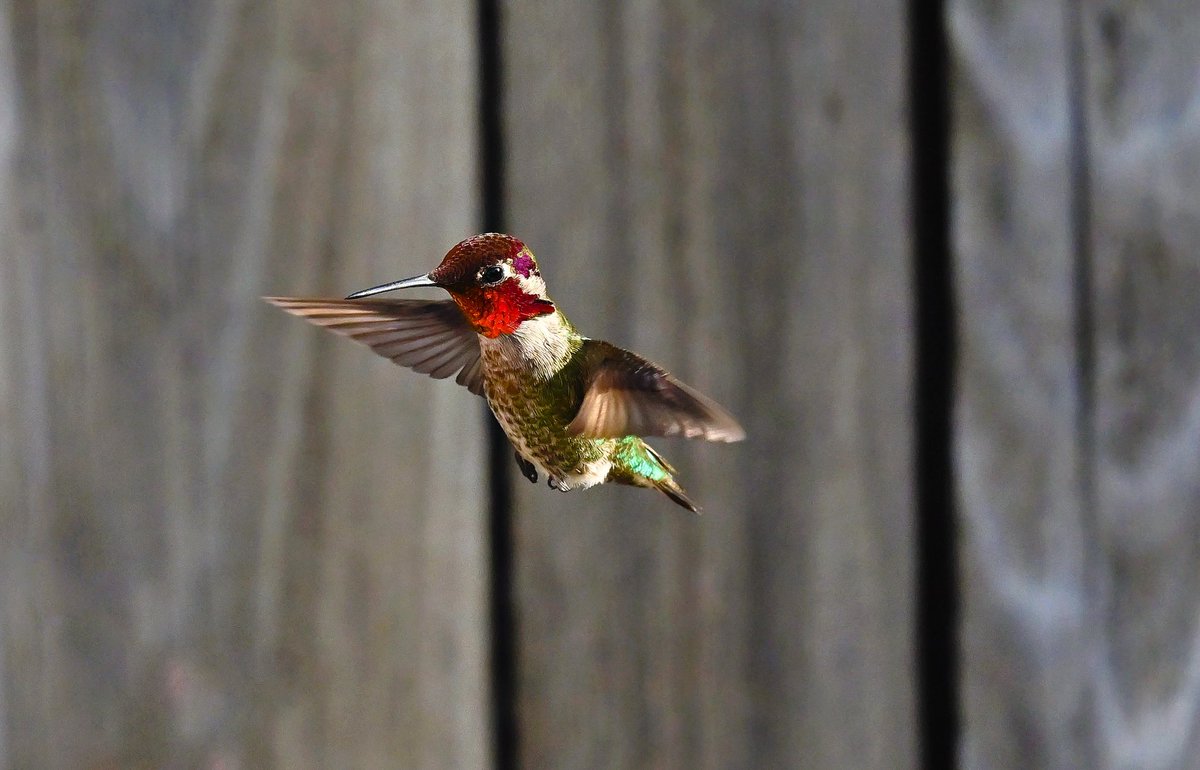 Survivor42x's tweet photo. #HummingbirdPhotography
#BirdsInFlight
#NaturePhotography
#WildlifePhotography
#HummingbirdLovers https://t.co/U7KNoTFEDs