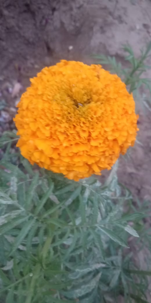 मेहनत करना ही आपका पहला कर्म होना चाहिए, क्योंकि सफलता उसी को मिलती है, जो मेहनती होता है।”
Good morning