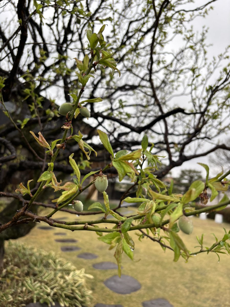 HaikuMagatama's tweet photo. 本日、まがたま句会です😊
あいにくの雨ですが、角川庭園の草花はみずみずしく。 https://t.co/Qp2ZZdGM8o
