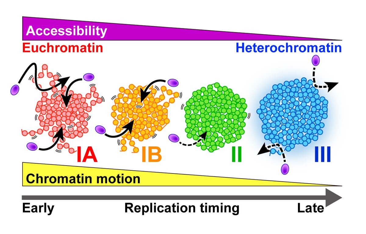 Kazuhiro Maeshima (@kazu_maeshima) on Twitter photo We quantitatively measured nucleosome motion across the 4 chromatin classes, from euchromatin to heterochromatin.
🧪 More euchromatic regions (i.e., earlier-replicated regions) show greater nucleosome motion.
🎉 Congrats <a href="/katsu_s_minami/">Katsuhiko Minami</a> and all collaborators!
2/2 We quantitatively measured nucleosome motion across the 4 chromatin classes, from euchromatin to heterochromatin.
🧪 More euchromatic regions (i.e., earlier-replicated regions) show greater nucleosome motion.
🎉 Congrats <a href="/katsu_s_minami/">Katsuhiko Minami</a> and all collaborators!
2/2