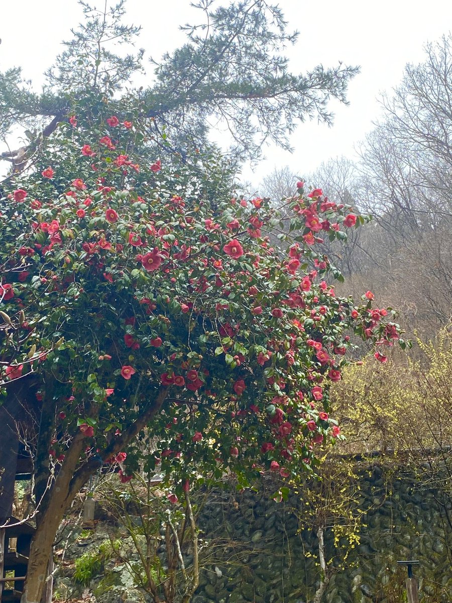 一番先に咲く河津桜🌸石段と一緒に撮影して貰うと、なお一層良きです
椿の花も咲き始めました
花桃→桜→枝垂れ桜→山桜と続いて咲く❗️  ご予約はLINEから簡単に出来ます😊
lin.ee/luCKrDv