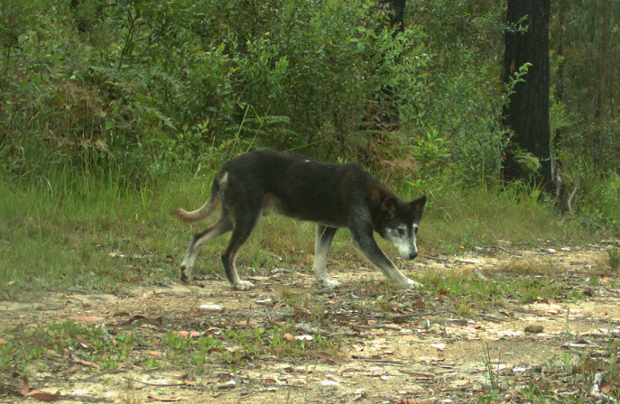 DingoResearch's tweet image. A visitor at one of our sites. This old, male #dingo hasn't been detected here before. Will he stay? Only time will tell.