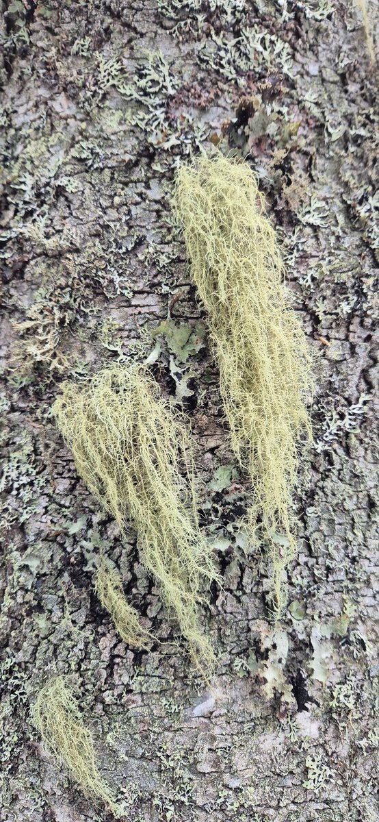 Luonnon monimuotoisuutta Leivonmäen kansallispuistossa.