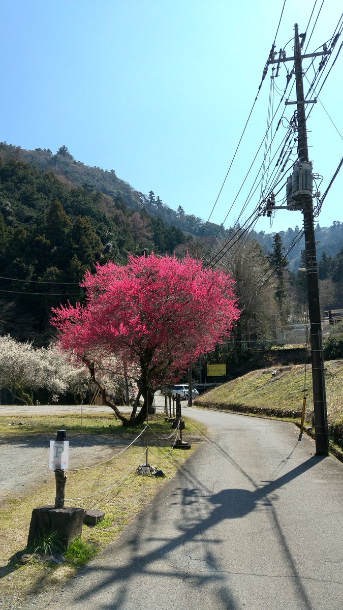 Nttsk0522's tweet photo. 3月22日（土）散策
お気に入りの【あんこ屋suzu】〜木下沢梅林〜高尾山:蛇滝口、ハナネコノメ

＃あんこ屋suzu
＃ハナネコノメ
＃高尾梅郷 https://t.co/lyaE5RVsQL