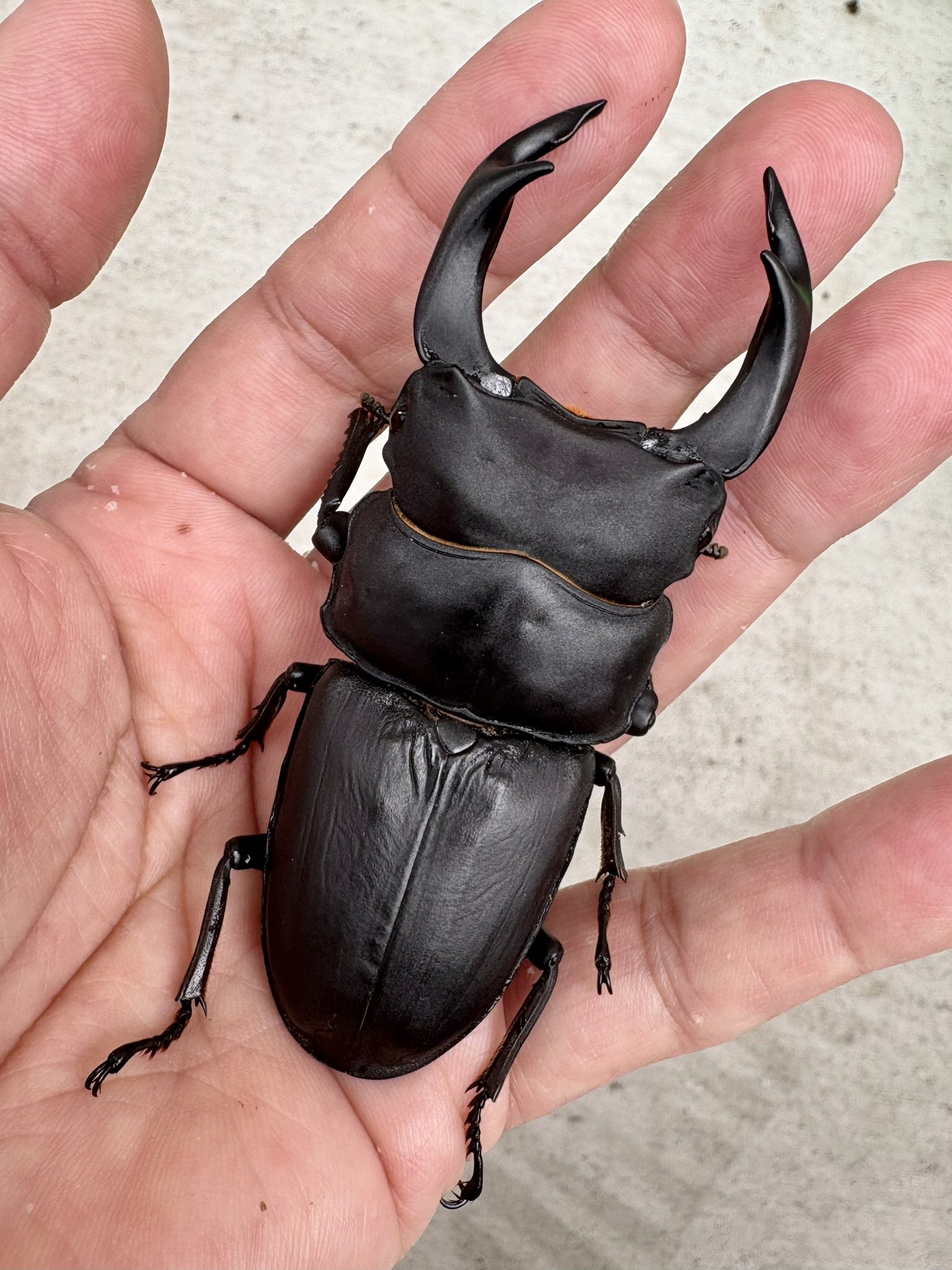 国産オオクワガタ（久留米産）53mmペア【新成虫】 | 国産