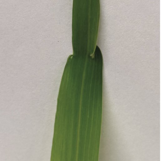 Sunil K. Kenchanmane Raju | ಸುನಿಲ್ ಕೆಂಚನಮನೆ ರಾಜು tweet media