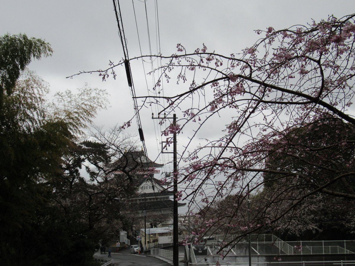 AtamiCastle's tweet image. 本日雨。熱海城さくら開花状況です。本日お城の前は3分から4分咲きとなりました。庭園は手前２分咲き奥は1分咲きにも満たない感じです。しだれ桜も咲き始めました。 #熱海城 #熱海 #開花 #桜 #さくら #ソメイヨシノ #Atami #sakura #Atamicastle