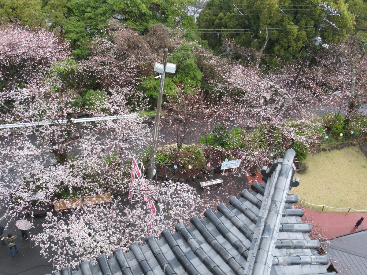 AtamiCastle's tweet image. 本日雨。熱海城さくら開花状況です。本日お城の前は3分から4分咲きとなりました。庭園は手前２分咲き奥は1分咲きにも満たない感じです。しだれ桜も咲き始めました。 #熱海城 #熱海 #開花 #桜 #さくら #ソメイヨシノ #Atami #sakura #Atamicastle