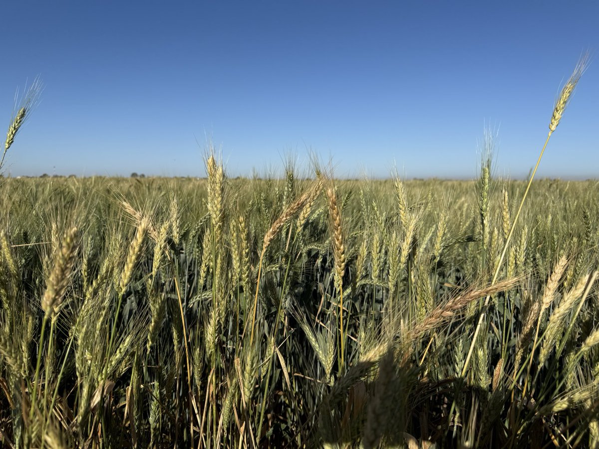 Great to see young wheat researchers learning advanced wheat lines selection  <a href="/CIMMYT/">CIMMYT</a> CENEB Obregon using high throughput painting (HTP)