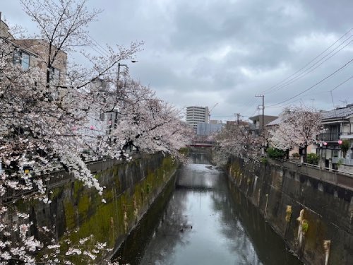 中板橋付近の桜の様子を毎日お届けします！
 
【2025年 #なかいたさくら便り】3月29日の桜
 
冬に逆戻り？(´･ω･`;)　
でもさくらさんは満開です！゜✽。+✽ 　（´ω`）桜。゜.:ｷﾚｲ:.゜。*ﾀﾞﾅｯ☆
 
なかいた さくらブログ
nakaita.com/sakura/
 
#さくら #sakura #中板橋 #石神井川  #花見