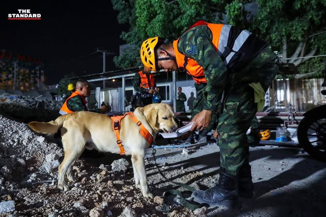 pimmaduduang's tweet photo. 📣กระจายข่าวช่วยเหลือ📣

📍สิ่งของที่ต้องการทีมช่วยเหลือผู้ประสบภัย
1.น้ำหวาน
2.น้ำแข็ง
3.ทิชชู่เปียก
4.ยากันยุง

📍ท่านใดที่สนใจช่วยเหลือสามารถสแกนQRบัญชีโดยตรงให้กับทางทีม K9ได้เลยนะคะ

#สุนัขK9 
#แผ่นดินไหวประเทศไทย 
#แผ่นดินไหว https://t.co/BOM3L1t22t