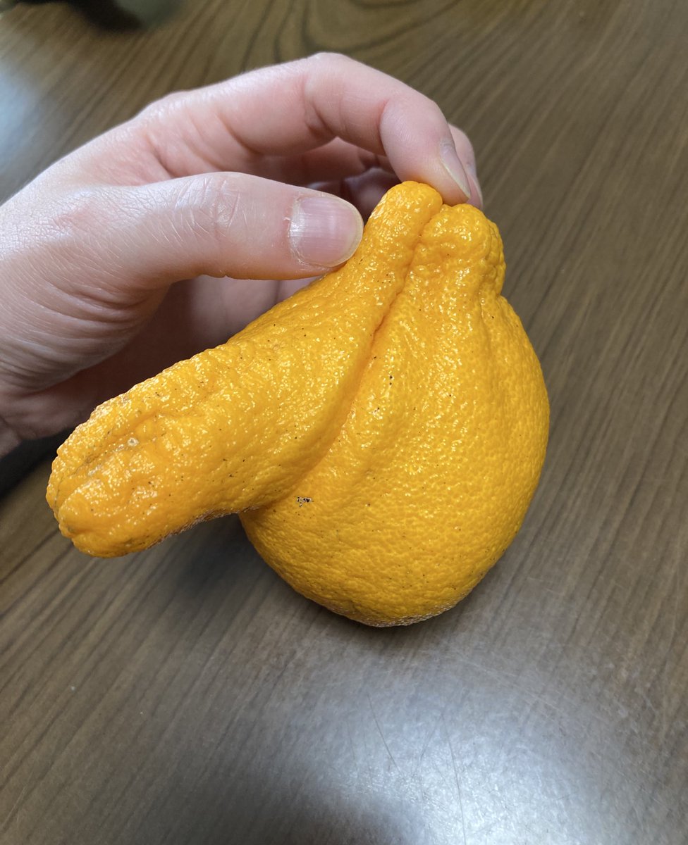 今シーズンのベストデコポン🍊