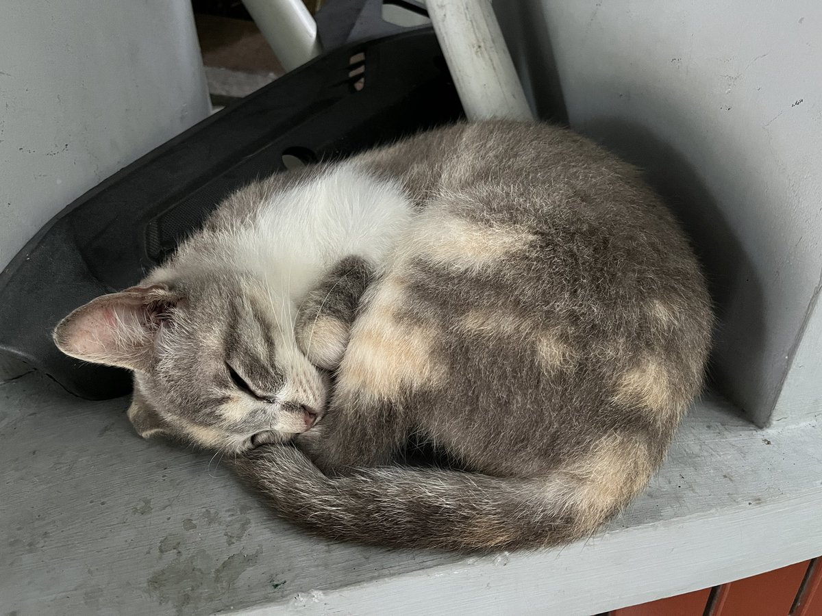 Ini Haru meng maskam yang mana woi (bertanya dengan nada lemah lembut), lama ga ketemu kok kaya beda semua dicariin gada😭