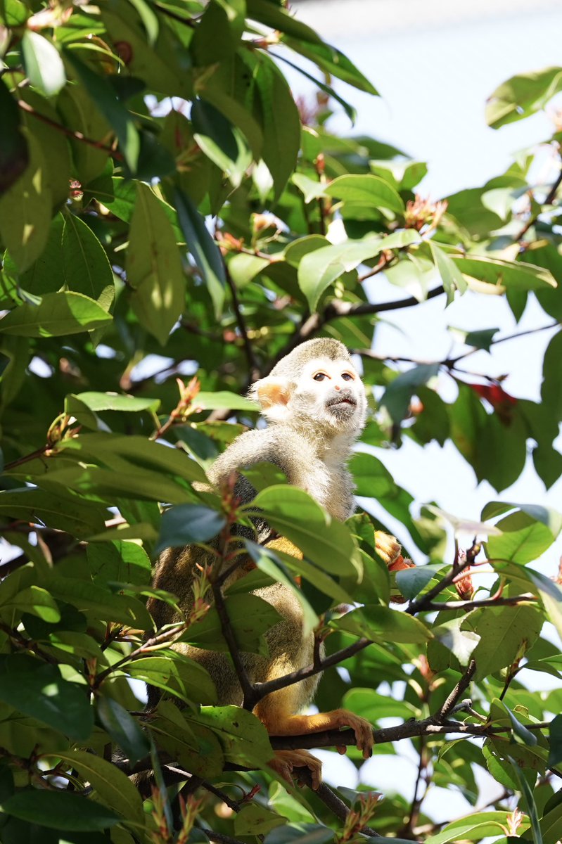 zenchan0830's tweet photo. 次の狙いは...
📷´-2025.03.22
#コモンリスザル
#CommonSquirrelMonkey
#東武動物公園
#TOBUZOO https://t.co/YvyXZKvFyM
