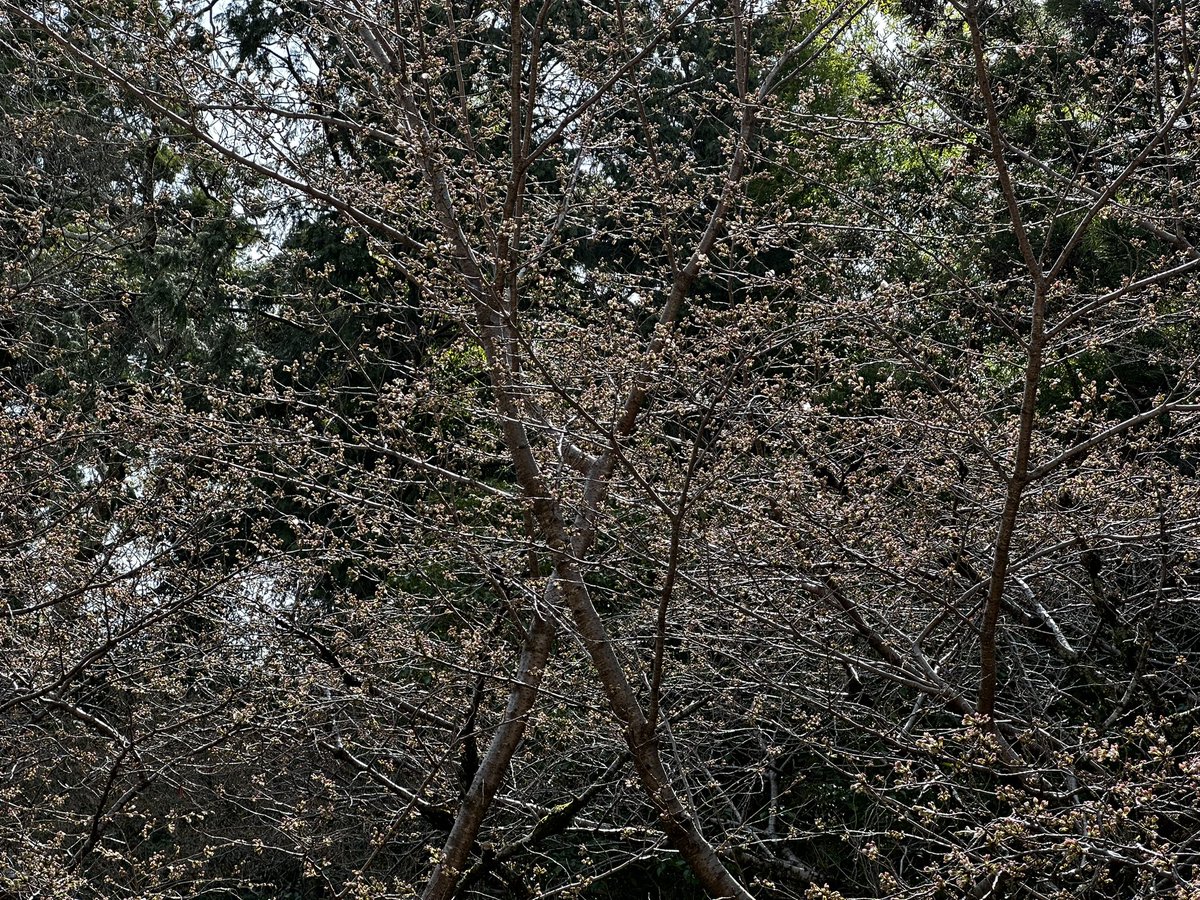 水屋形の桜
分かりづらいでしょうが、上の方少しばかり咲き始めました🌸