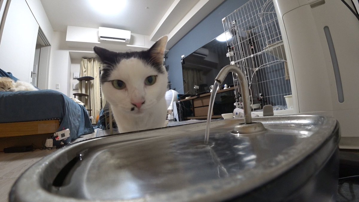 📸栃木の猫おじさん🐱︎ #U字工事 #益子卓郎 さんがニャレ兄家へ