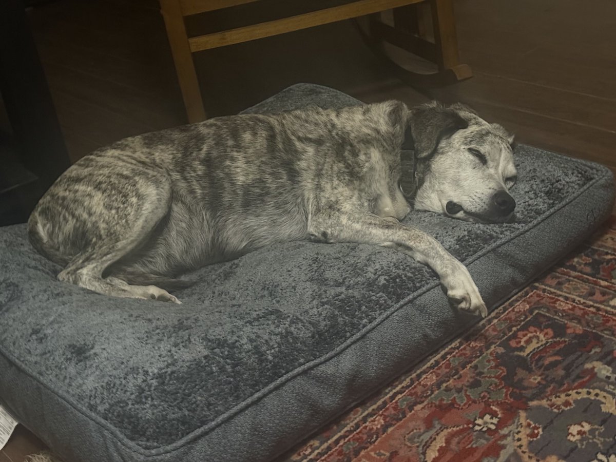 ⁦<a href="/BollAndBranch/">Boll & Branch</a>⁩ My dear old girl, Lady. She loves this new bed. #petmom #seniordogs
