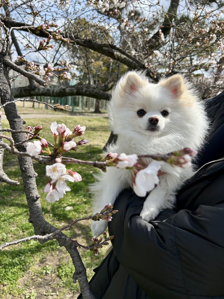 桜咲いてたねえ