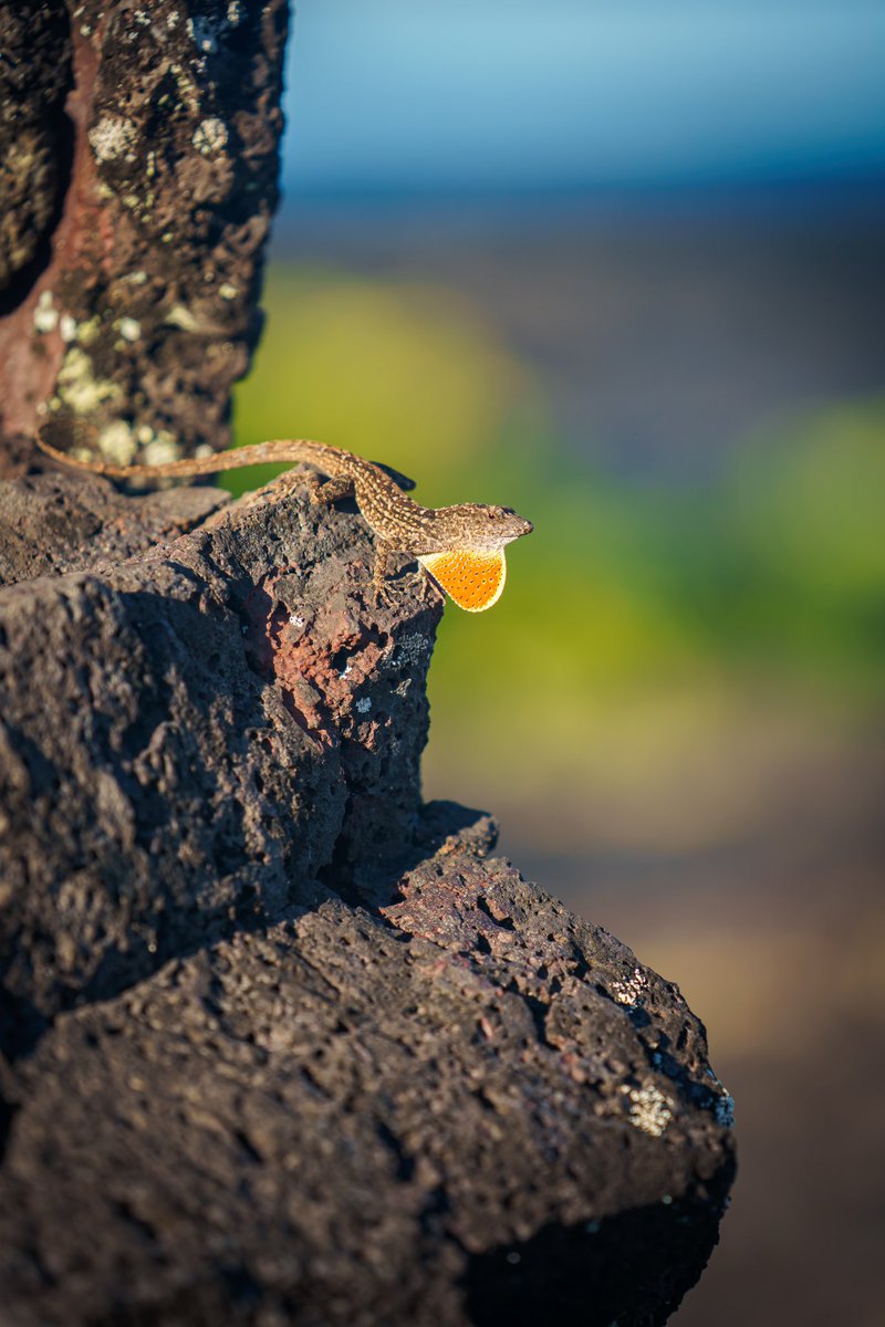 spncrmr's tweet photo. Big Island Hawaii (2023) https://t.co/Yd4EDhBmZu