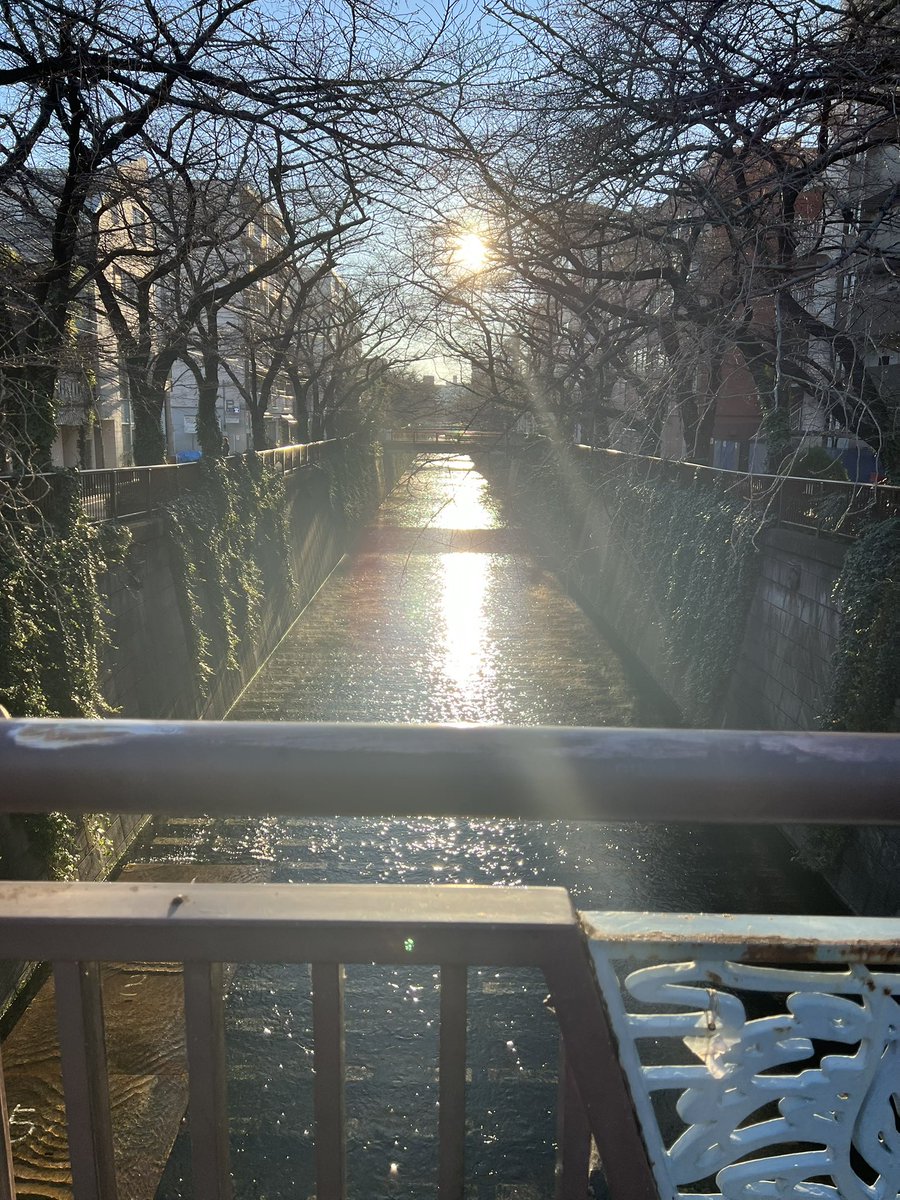 kagiboo's tweet photo. 今年も満開。インバウンド客が増えてる実感。ゴミは持って帰ってね。
#目黒川の桜 

もう一つは冬の目黒川の朝日。 https://t.co/ysNWX2lDwR