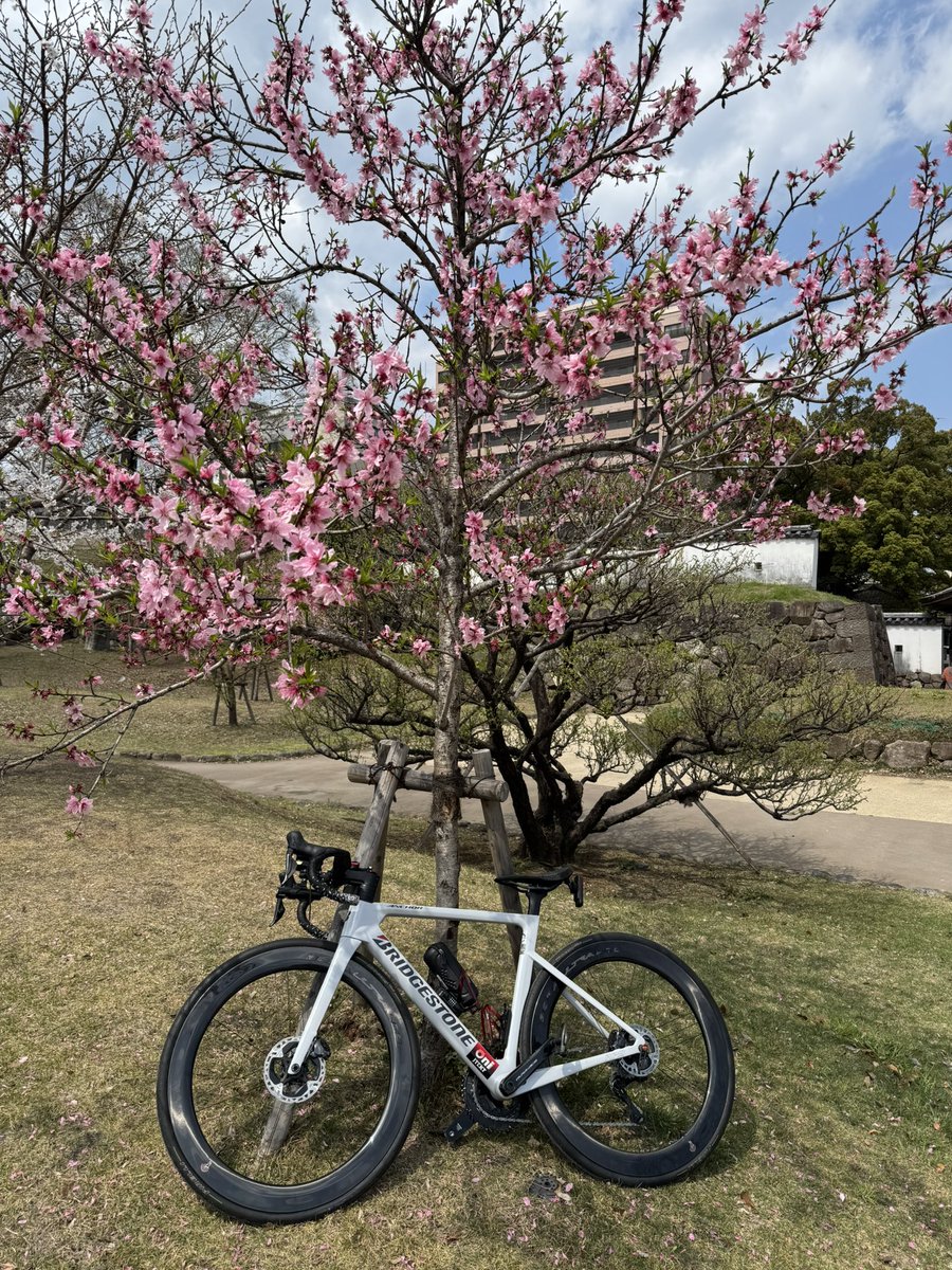 少し散ってる