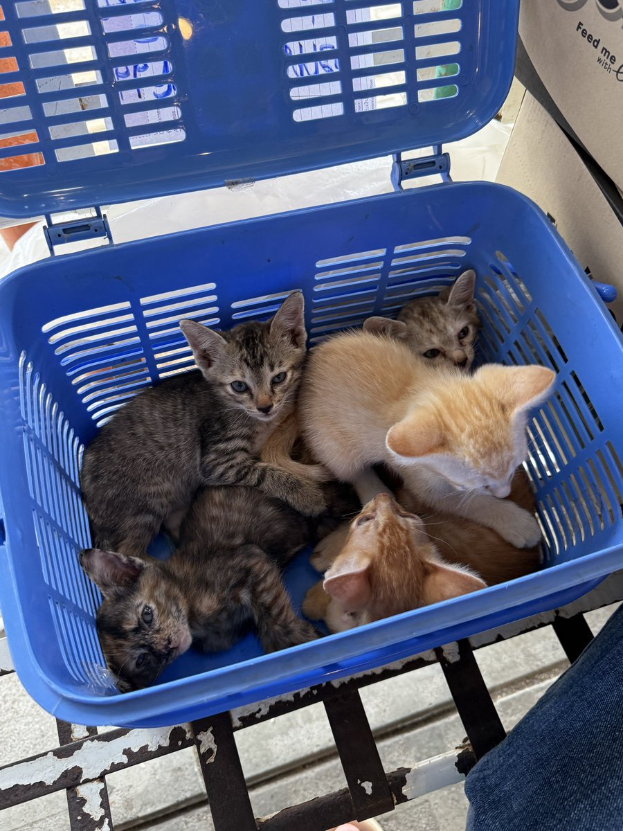 ตอนแรกจะถ่ายมาลงหาบ้าน แต่น้องดูไม่ไหวแล้ว ตัวนึงนอนหอบแฮกๆไม่มีแรง ข้าวน้ำไม่มี แดดร้อน นอนเบียดกัน เลยตัดสินใจรับกลับบ้านมาดูแลก่อน!🥹 ใครสนใจตุวไหนบอกได้น้าาา เดะไปส่งให้งับ