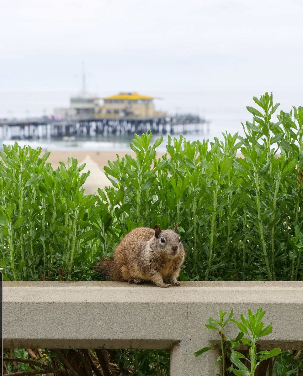 If you don't have a squirrel friend then you need bigger nuts :)

📷 by: instagram.com/sasha_shinoda
#santamonica #squirrels