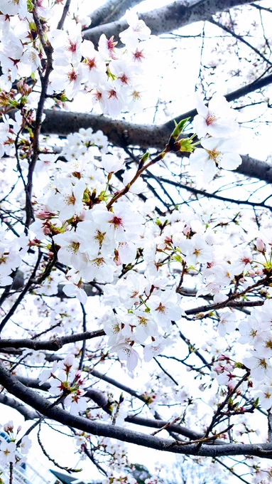 明日天気が良ければ桜撮りに行きたいね 