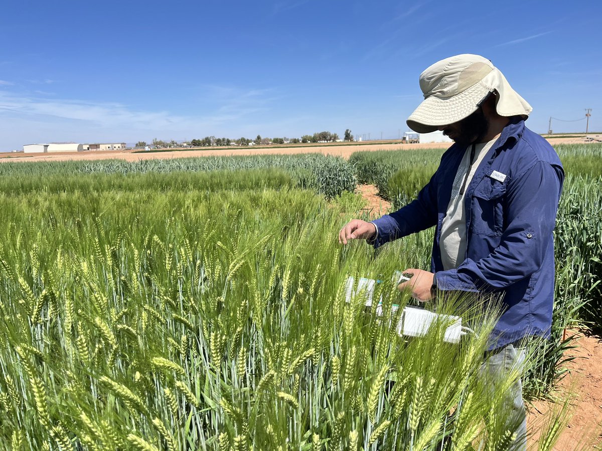 avikm90's tweet photo. Mid-season agronomic and physiological measurements in Small Grain Variety Trial (wheat, barley, triticale) at Maricopa Ag Center https://t.co/sqtc6Alw7V