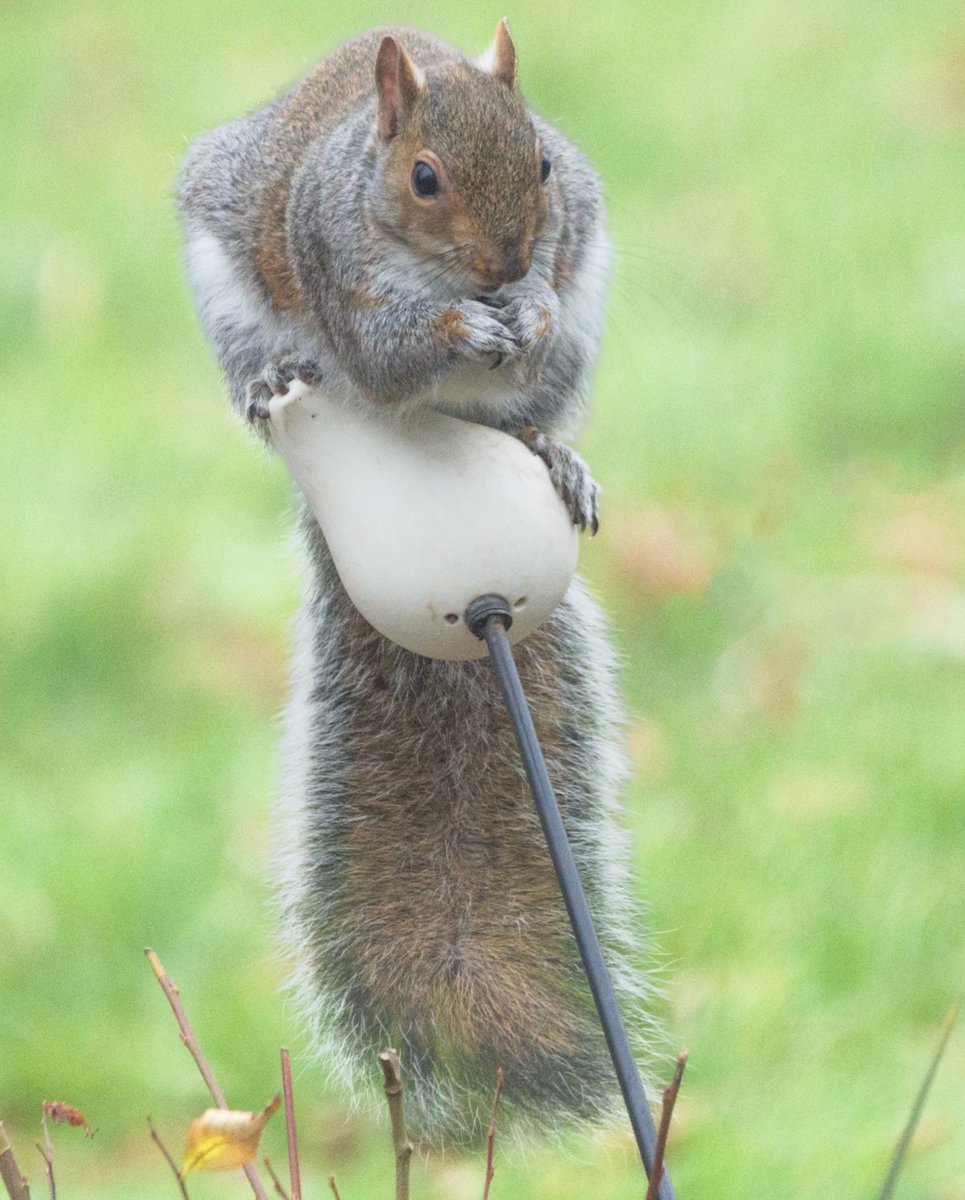 DailyPicTheme2's tweet image. Saturday 29 March 
Today’s Daily Picture Theme is ‘Nutritious' 

RT or reply with your own photo  

 Tomorrow’s theme will be ‘Overjoyed'    

 #DailyPictureTheme  #Nutritious  Meet Squirrel Nutkins who enjoying balancing on the bird feeder and eating the birdseed !!