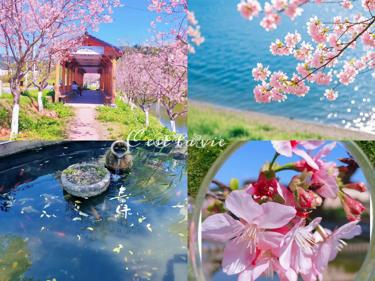 lemonyeah2's tweet image. 樱花如诗，时光如梦。
#梅州