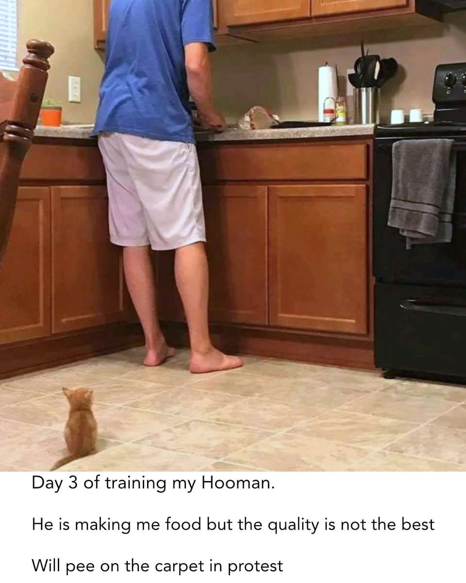 Day 3 of training my hooman. things are going okay

#ilovemycat #caturday #catsofig #thedailykitten #bestmeow #catnip#funnycats#funnykittens