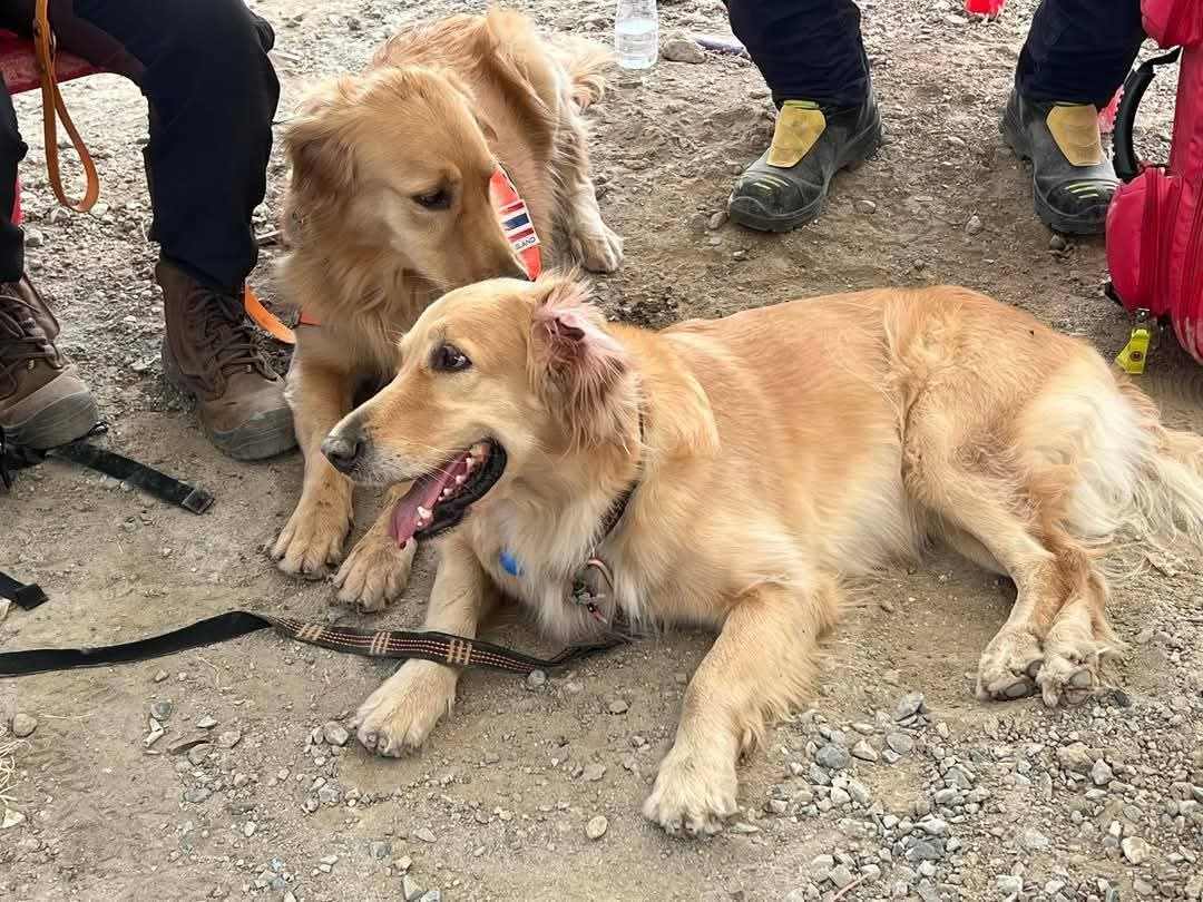 chaleenajaja's tweet photo. 10.00 น. น้องนวล น้องนารี 🐕‍🦺#K9 USAR Thailand ลุยกันตลอดคืนจนเช้า  น้องขอไปพักสลับทีมใหม่เข้าสับเปลี่ยนกำลังแล้วมี..น้องซาฮาร่า ซาฟารี  ลิลลี่ และซิมบ้าพร้อมเข้าลุยงานแล้วต่อฮะ กำลังรอเครื่องจักรหยุดทำงาน #แผ่นดินไหว #สุนัขK9 #สุนัขกู้ภัย https://t.co/LAJO9gcByd