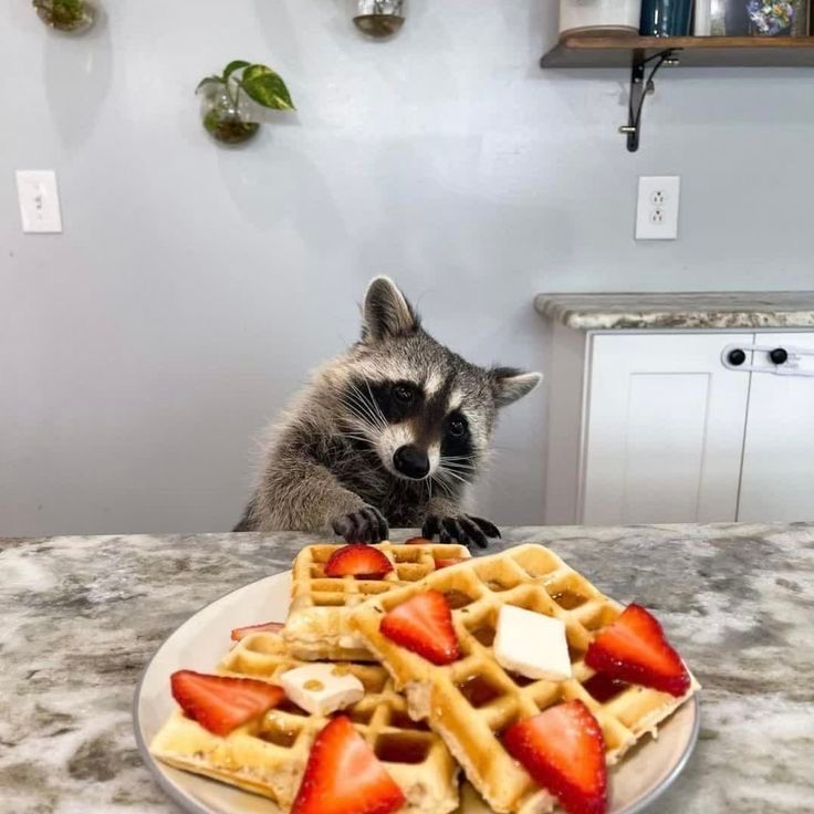 out of context raccoons (@contextraccoons) on Twitter photo 