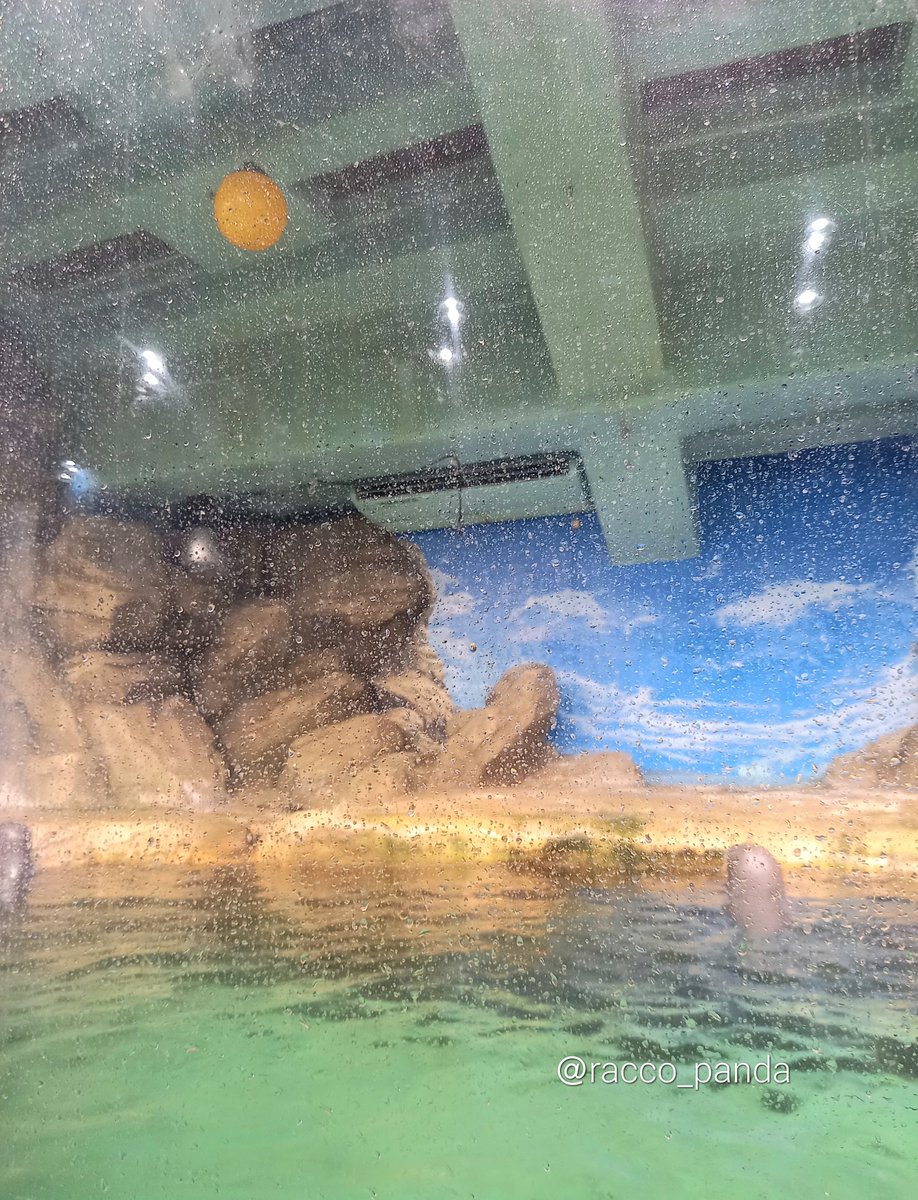 そういえばまだ天井にリロくんが頑張ってジャンプしてタッチしてた🟡が残っていてとても嬉しかった🦦

2025.3.28
ゴマフアザラシのプリンちゃんサツキちゃん後ろ姿と共に(多分飼育員さん待ち)姉妹似ていてまだ区別つかなくて申し訳ない😅