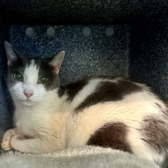 Peter Askin (@peteraskin1) on Twitter photo Oldie "Patches" owner passed away
& to NYC ACC she went that day!
This girl has some woes
but now & again that's how it goes!
If the seniors are your delight
adopt her to win the fight!
Pledge if you can
to help with a rescue plan!
Tag <a href="/sachikoko/">Renee' Martin</a> with pledges!
VERY URGENT! 🙏 Oldie "Patches" owner passed away
& to NYC ACC she went that day!
This girl has some woes
but now & again that's how it goes!
If the seniors are your delight
adopt her to win the fight!
Pledge if you can
to help with a rescue plan!
Tag <a href="/sachikoko/">Renee' Martin</a> with pledges!
VERY URGENT! 🙏