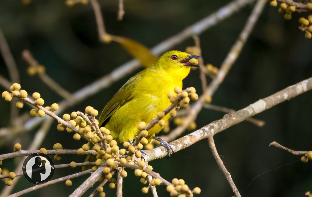 MartoWanjohi2's tweet photo. Joyful Greenbul - Chlorochichla laetissima
Kakamega Forest,Western Kenya.
#martowanjohiphotography
#birdwatchingwithmartowanjohi
#birdwatching254
#BirdsSeenIn2025
#birdscult
#BirdWatching
#TwittetNatureCommunity
#canonr5
#canonphotography
#birdbuddy
#ebirding
#bdasafaris https://t.co/e3N6OqiKJn