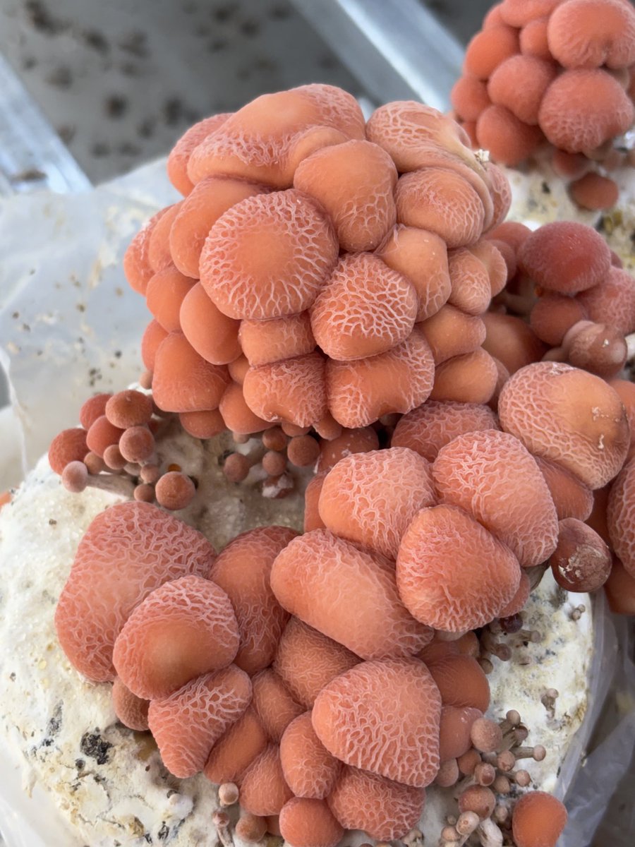 Growing the wrinkled peach mushroom, Rhodotus palmatus, by thousands 😳