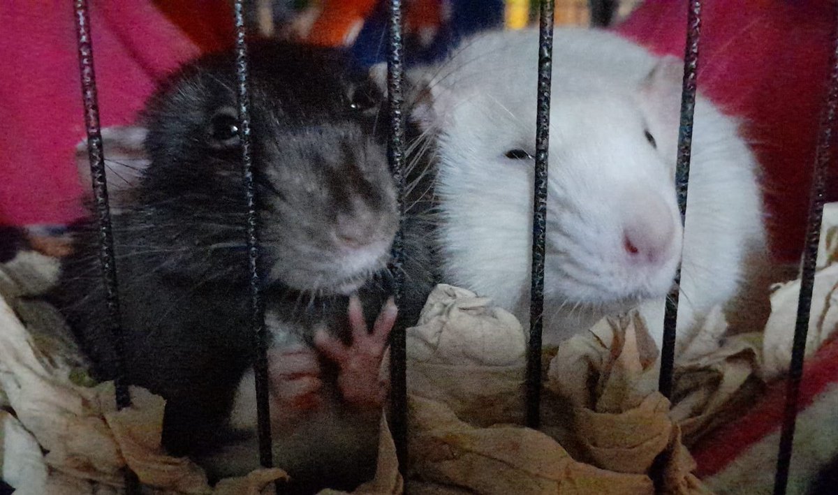 EmzeRevell's tweet photo. #modcast 

my ratties :3 Spaghetti (/Spag), Macaroni (/Mac) &amp; Potato (/Tato/Taty) we've had a few months and Ekko and Ghost (/Ghosty) we've had abt a month now 🥹
my lil babas soCute
(read the alt text for who's who) https://t.co/d04cgo6nH0