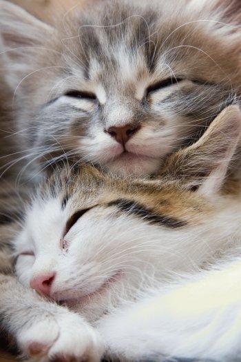 boturitter's tweet image. Double the fluff, double the trouble (sleep).  #CatsOfInstagram #KittenLove #SleepyCats #Cuddles