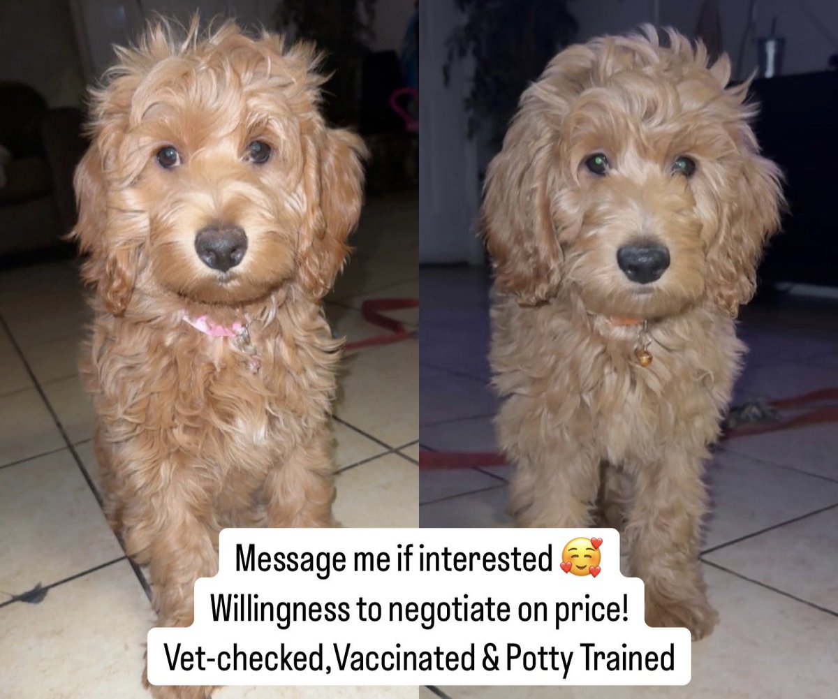 _Jennipena's tweet photo. 2 Female Golden doodles #LasVegas @LasVegasLocally @VitalVegas @Vegas https://t.co/hC7jLsTycb