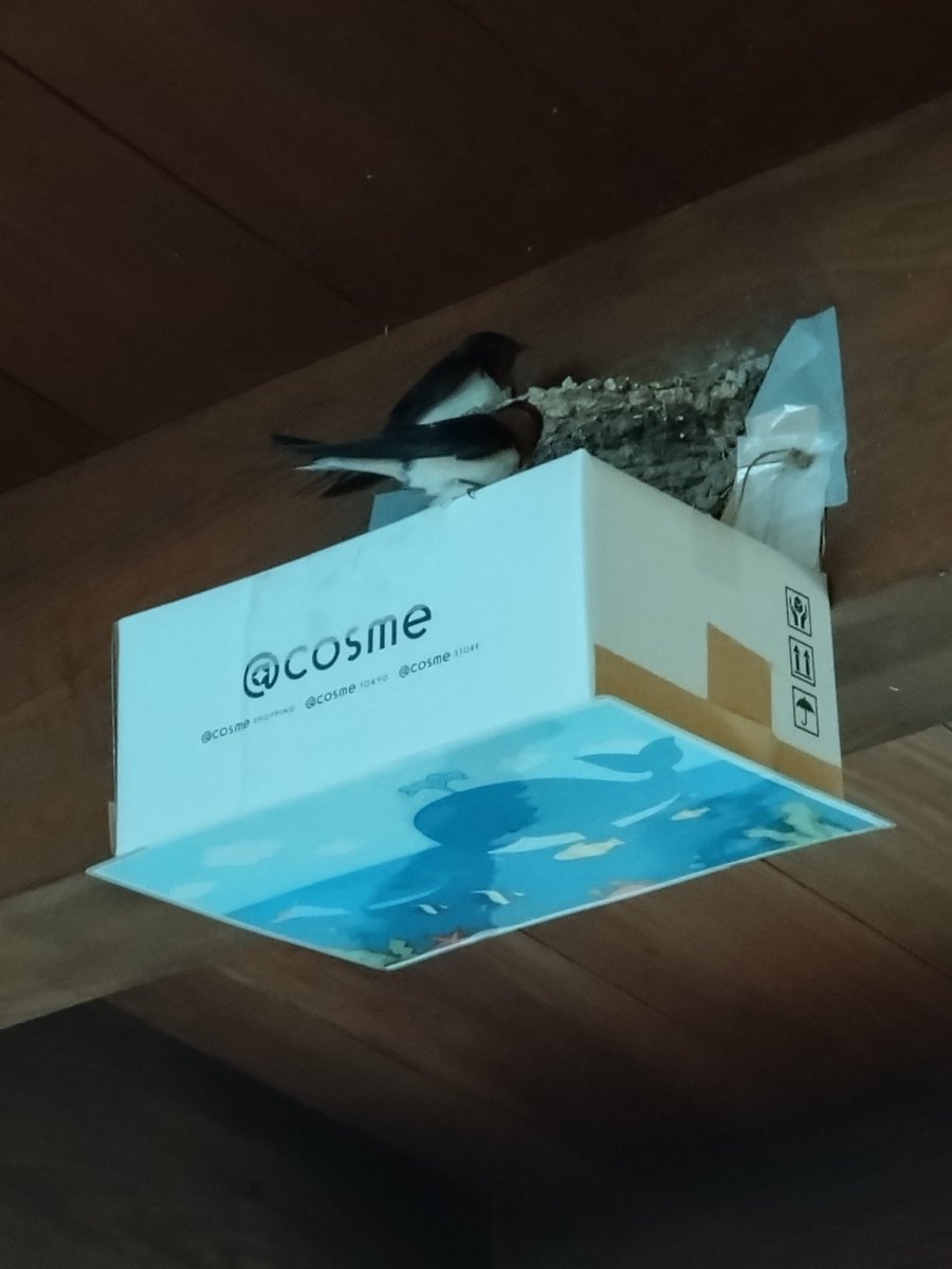 今年もツバメがやってきました🕊️
たくさん巣立ってほしいです🐣

さて、明日30日(日)は、現在開催中の企画展「みすゞが詠んだ古典の詩」のギャラリートークを行います。
11時からと14時から、各回30分です。
予約不要・無料です。
皆さまのご参加をお待ちしています☺